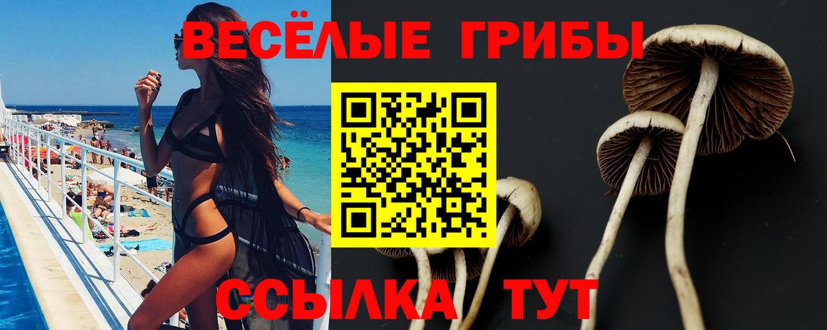 Псилоцибиновые грибы Psilocybine cubensis Лобня